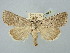  ( - BGE_ZSM_LEP_2569)  @11 [ ] by-nc-sa (2025) SNSB, Staatliche Naturwissenschaftliche Sammlungen Bayerns ZSM (SNSB, Zoologische Staatssammlung Muenchen)