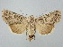  ( - BGE_ZSM_LEP_2570)  @11 [ ] by-nc-sa (2025) SNSB, Staatliche Naturwissenschaftliche Sammlungen Bayerns ZSM (SNSB, Zoologische Staatssammlung Muenchen)
