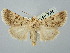  ( - BGE_ZSM_LEP_2575)  @11 [ ] by-nc-sa (2025) SNSB, Staatliche Naturwissenschaftliche Sammlungen Bayerns ZSM (SNSB, Zoologische Staatssammlung Muenchen)