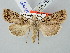  ( - BGE_ZSM_LEP_2625)  @11 [ ] by-nc-sa (2025) SNSB, Staatliche Naturwissenschaftliche Sammlungen Bayerns ZSM (SNSB, Zoologische Staatssammlung Muenchen)