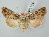  ( - BGE_ZSM_LEP_2626)  @11 [ ] by-nc-sa (2025) SNSB, Staatliche Naturwissenschaftliche Sammlungen Bayerns ZSM (SNSB, Zoologische Staatssammlung Muenchen)