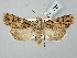  ( - BGE_ZSM_LEP_2627)  @11 [ ] by-nc-sa (2025) SNSB, Staatliche Naturwissenschaftliche Sammlungen Bayerns ZSM (SNSB, Zoologische Staatssammlung Muenchen)