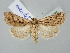  ( - BGE_ZSM_LEP_2635)  @11 [ ] by-nc-sa (2025) SNSB, Staatliche Naturwissenschaftliche Sammlungen Bayerns ZSM (SNSB, Zoologische Staatssammlung Muenchen)