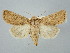  ( - BGE_ZSM_LEP_2636)  @11 [ ] by-nc-sa (2025) SNSB, Staatliche Naturwissenschaftliche Sammlungen Bayerns ZSM (SNSB, Zoologische Staatssammlung Muenchen)