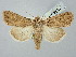  ( - BGE_ZSM_LEP_2637)  @11 [ ] by-nc-sa (2025) SNSB, Staatliche Naturwissenschaftliche Sammlungen Bayerns ZSM (SNSB, Zoologische Staatssammlung Muenchen)