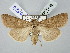 ( - BGE_ZSM_LEP_2638)  @11 [ ] by-nc-sa (2025) SNSB, Staatliche Naturwissenschaftliche Sammlungen Bayerns ZSM (SNSB, Zoologische Staatssammlung Muenchen)