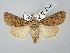  ( - BGE_ZSM_LEP_2639)  @11 [ ] by-nc-sa (2025) SNSB, Staatliche Naturwissenschaftliche Sammlungen Bayerns ZSM (SNSB, Zoologische Staatssammlung Muenchen)