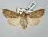  ( - BGE_ZSM_LEP_2640)  @11 [ ] by-nc-sa (2025) SNSB, Staatliche Naturwissenschaftliche Sammlungen Bayerns ZSM (SNSB, Zoologische Staatssammlung Muenchen)