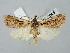  ( - BGE_ZSM_LEP_2645)  @11 [ ] by-nc-sa (2025) SNSB, Staatliche Naturwissenschaftliche Sammlungen Bayerns ZSM (SNSB, Zoologische Staatssammlung Muenchen)