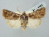  ( - BGE_ZSM_LEP_2646)  @11 [ ] by-nc-sa (2025) SNSB, Staatliche Naturwissenschaftliche Sammlungen Bayerns ZSM (SNSB, Zoologische Staatssammlung Muenchen)