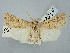  ( - BGE_ZSM_LEP_2648)  @11 [ ] by-nc-sa (2025) SNSB, Staatliche Naturwissenschaftliche Sammlungen Bayerns ZSM (SNSB, Zoologische Staatssammlung Muenchen)