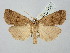  ( - BGE_ZSM_LEP_2651)  @11 [ ] by-nc-sa (2025) SNSB, Staatliche Naturwissenschaftliche Sammlungen Bayerns ZSM (SNSB, Zoologische Staatssammlung Muenchen)