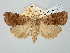  ( - BGE_ZSM_LEP_2652)  @11 [ ] by-nc-sa (2025) SNSB, Staatliche Naturwissenschaftliche Sammlungen Bayerns ZSM (SNSB, Zoologische Staatssammlung Muenchen)