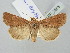  ( - BGE_ZSM_LEP_2653)  @11 [ ] by-nc-sa (2025) SNSB, Staatliche Naturwissenschaftliche Sammlungen Bayerns ZSM (SNSB, Zoologische Staatssammlung Muenchen)