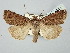  ( - BGE_ZSM_LEP_2654)  @11 [ ] by-nc-sa (2025) SNSB, Staatliche Naturwissenschaftliche Sammlungen Bayerns ZSM (SNSB, Zoologische Staatssammlung Muenchen)
