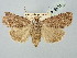  ( - BGE_ZSM_LEP_2655)  @11 [ ] by-nc-sa (2025) SNSB, Staatliche Naturwissenschaftliche Sammlungen Bayerns ZSM (SNSB, Zoologische Staatssammlung Muenchen)