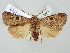  ( - BGE_ZSM_LEP_2657)  @11 [ ] by-nc-sa (2025) SNSB, Staatliche Naturwissenschaftliche Sammlungen Bayerns ZSM (SNSB, Zoologische Staatssammlung Muenchen)