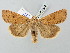  ( - BGE_ZSM_LEP_2660)  @11 [ ] by-nc-sa (2025) SNSB, Staatliche Naturwissenschaftliche Sammlungen Bayerns ZSM (SNSB, Zoologische Staatssammlung Muenchen)