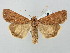  ( - BGE_ZSM_LEP_2661)  @11 [ ] by-nc-sa (2025) SNSB, Staatliche Naturwissenschaftliche Sammlungen Bayerns ZSM (SNSB, Zoologische Staatssammlung Muenchen)