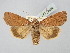 ( - BGE_ZSM_LEP_2662)  @11 [ ] by-nc-sa (2025) SNSB, Staatliche Naturwissenschaftliche Sammlungen Bayerns ZSM (SNSB, Zoologische Staatssammlung Muenchen)