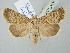  ( - BGE_ZSM_LEP_2679)  @11 [ ] by-nc-sa (2025) SNSB, Staatliche Naturwissenschaftliche Sammlungen Bayerns ZSM (SNSB, Zoologische Staatssammlung Muenchen)