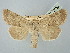  ( - BGE_ZSM_LEP_2680)  @11 [ ] by-nc-sa (2025) SNSB, Staatliche Naturwissenschaftliche Sammlungen Bayerns ZSM (SNSB, Zoologische Staatssammlung Muenchen)