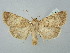  ( - BGE_ZSM_LEP_2681)  @11 [ ] by-nc-sa (2025) SNSB, Staatliche Naturwissenschaftliche Sammlungen Bayerns ZSM (SNSB, Zoologische Staatssammlung Muenchen)