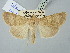  ( - BGE_ZSM_LEP_2682)  @11 [ ] by-nc-sa (2025) SNSB, Staatliche Naturwissenschaftliche Sammlungen Bayerns ZSM (SNSB, Zoologische Staatssammlung Muenchen)