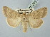  ( - BGE_ZSM_LEP_2683)  @11 [ ] by-nc-sa (2025) SNSB, Staatliche Naturwissenschaftliche Sammlungen Bayerns ZSM (SNSB, Zoologische Staatssammlung Muenchen)