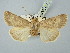  ( - BGE_ZSM_LEP_2684)  @11 [ ] by-nc-sa (2025) SNSB, Staatliche Naturwissenschaftliche Sammlungen Bayerns ZSM (SNSB, Zoologische Staatssammlung Muenchen)