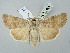  ( - BGE_ZSM_LEP_2686)  @11 [ ] by-nc-sa (2025) SNSB, Staatliche Naturwissenschaftliche Sammlungen Bayerns ZSM (SNSB, Zoologische Staatssammlung Muenchen)