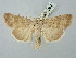  ( - BGE_ZSM_LEP_2687)  @11 [ ] by-nc-sa (2025) SNSB, Staatliche Naturwissenschaftliche Sammlungen Bayerns ZSM (SNSB, Zoologische Staatssammlung Muenchen)