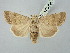  ( - BGE_ZSM_LEP_2688)  @11 [ ] by-nc-sa (2025) SNSB, Staatliche Naturwissenschaftliche Sammlungen Bayerns ZSM (SNSB, Zoologische Staatssammlung Muenchen)
