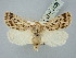  ( - BGE_ZSM_LEP_2695)  @11 [ ] by-nc-sa (2025) SNSB, Staatliche Naturwissenschaftliche Sammlungen Bayerns ZSM (SNSB, Zoologische Staatssammlung Muenchen)