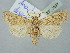  ( - BGE_ZSM_LEP_2697)  @11 [ ] by-nc-sa (2025) SNSB, Staatliche Naturwissenschaftliche Sammlungen Bayerns ZSM (SNSB, Zoologische Staatssammlung Muenchen)