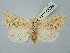  ( - BGE_ZSM_LEP_2699)  @11 [ ] by-nc-sa (2025) SNSB, Staatliche Naturwissenschaftliche Sammlungen Bayerns ZSM (SNSB, Zoologische Staatssammlung Muenchen)