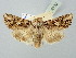  (Anarta furca - BGE_ZSM_LEP_2700)  @11 [ ] by-nc-sa (2025) SNSB, Staatliche Naturwissenschaftliche Sammlungen Bayerns ZSM (SNSB, Zoologische Staatssammlung Muenchen)