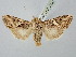  ( - BGE_ZSM_LEP_2702)  @11 [ ] by-nc-sa (2025) SNSB, Staatliche Naturwissenschaftliche Sammlungen Bayerns ZSM (SNSB, Zoologische Staatssammlung Muenchen)