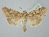  ( - BGE_ZSM_LEP_2712)  @11 [ ] by-nc-sa (2025) SNSB, Staatliche Naturwissenschaftliche Sammlungen Bayerns ZSM (SNSB, Zoologische Staatssammlung Muenchen)