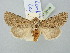  (Conisania cervina - BGE_ZSM_LEP_2719)  @11 [ ] by-nc-sa (2025) SNSB, Staatliche Naturwissenschaftliche Sammlungen Bayerns ZSM (SNSB, Zoologische Staatssammlung Muenchen)