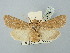  ( - BGE_ZSM_LEP_2720)  @11 [ ] by-nc-sa (2025) SNSB, Staatliche Naturwissenschaftliche Sammlungen Bayerns ZSM (SNSB, Zoologische Staatssammlung Muenchen)