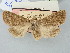  ( - BGE_ZSM_LEP_2725)  @11 [ ] by-nc-sa (2025) SNSB, Staatliche Naturwissenschaftliche Sammlungen Bayerns ZSM (SNSB, Zoologische Staatssammlung Muenchen)