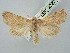  ( - BGE_ZSM_LEP_2727)  @11 [ ] by-nc-sa (2025) SNSB, Staatliche Naturwissenschaftliche Sammlungen Bayerns ZSM (SNSB, Zoologische Staatssammlung Muenchen)