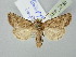  (Eriopygodes impar - BGE_ZSM_LEP_2730)  @11 [ ] by-nc-sa (2025) SNSB, Staatliche Naturwissenschaftliche Sammlungen Bayerns ZSM (SNSB, Zoologische Staatssammlung Muenchen)