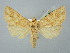  (Conisania luteago - BGE_ZSM_LEP_2734)  @11 [ ] by-nc-sa (2025) SNSB, Staatliche Naturwissenschaftliche Sammlungen Bayerns ZSM (SNSB, Zoologische Staatssammlung Muenchen)