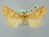  ( - BGE_ZSM_LEP_2735)  @11 [ ] by-nc-sa (2025) SNSB, Staatliche Naturwissenschaftliche Sammlungen Bayerns ZSM (SNSB, Zoologische Staatssammlung Muenchen)