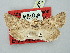  ( - BGE_ZSM_LEP_2752)  @11 [ ] by-nc-sa (2025) SNSB, Staatliche Naturwissenschaftliche Sammlungen Bayerns ZSM (SNSB, Zoologische Staatssammlung Muenchen)