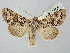  ( - BGE_ZSM_LEP_2761)  @11 [ ] by-nc-sa (2025) SNSB, Staatliche Naturwissenschaftliche Sammlungen Bayerns ZSM (SNSB, Zoologische Staatssammlung Muenchen)