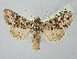 ( - BGE_ZSM_LEP_2762)  @11 [ ] by-nc-sa (2025) SNSB, Staatliche Naturwissenschaftliche Sammlungen Bayerns ZSM (SNSB, Zoologische Staatssammlung Muenchen)