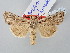  ( - BGE_ZSM_LEP_2766)  @11 [ ] by-nc-sa (2025) SNSB, Staatliche Naturwissenschaftliche Sammlungen Bayerns ZSM (SNSB, Zoologische Staatssammlung Muenchen)